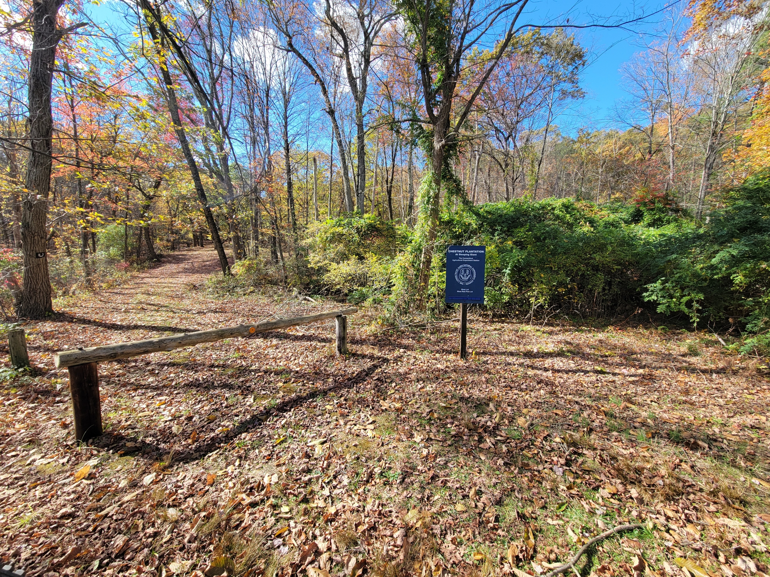 Entrance to the Sleeping Giant Chestnut Plantation walking trail located steps from 60 Chestnut Lane.